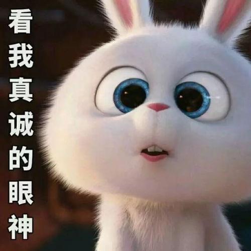 娱乐吃瓜酱 兔 圆 圆,揭秘兔圆圆的爆笑日常