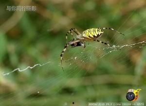 飞抓图片,捕捉城市天际线的灵动瞬间
